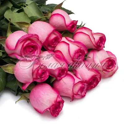 Фотка потрясающих розовых роз