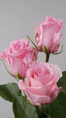 Фото нежных розовых роз на скачивание