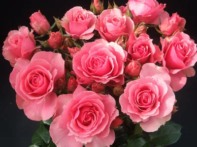Изображение красивых розовых роз среди других цветов