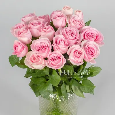 Фото розовых роз, которые захватывают дух