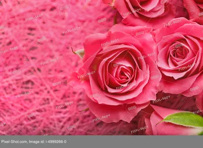 Потрясающие розовые розы на скачивание в формате jpg
