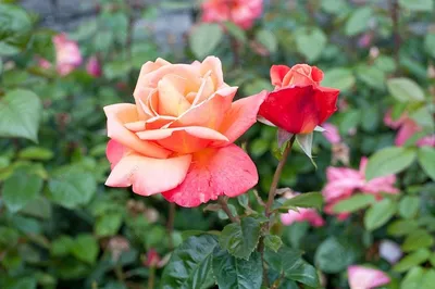 Изображение прекрасных розовых роз в png формате