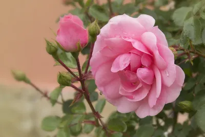 Красивые розовые розы фотографии