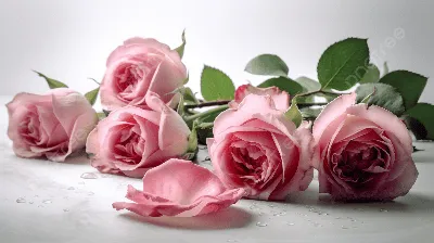 Фотография розовых роз в изысканном стиле