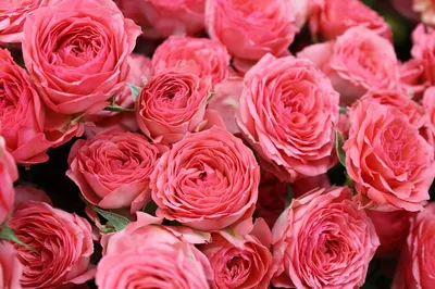Фото прекрасных розовых роз в png формате