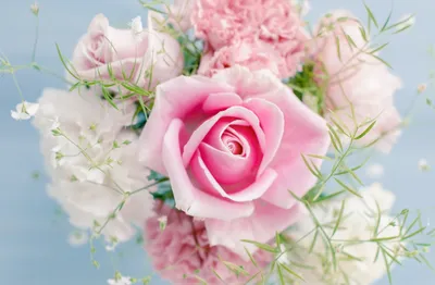 Фото прекрасных роз и их сияющей красоты