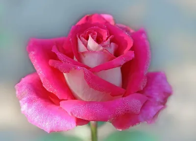 Картинка роз, излучающих нежность и чувственность