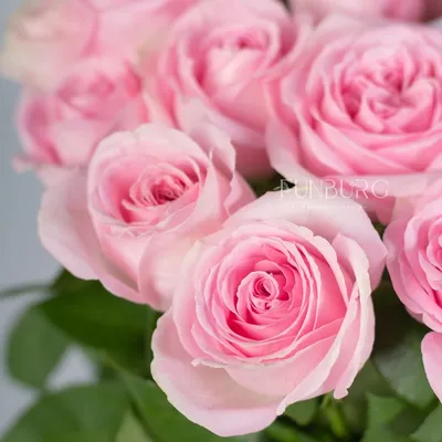 Фотография розовых роз, приносящая умиротворение