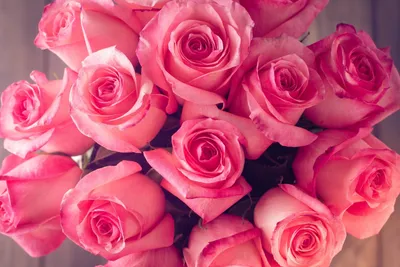 Фотография прекрасных розовых роз
