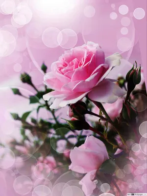 Изображение роз в уникальных оттенках розового