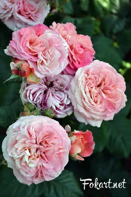 Фото, картинки, изображения красивых роз большого размера