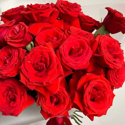 Фотки красивых роз для скачивания в нужном разрешении