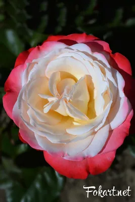 Фотографии крупных роз для сохранения в различных форматах