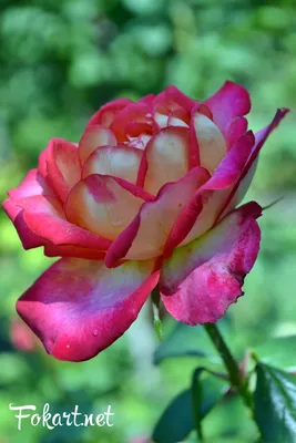 Фото, картинки, изображения красивых роз для скачивания