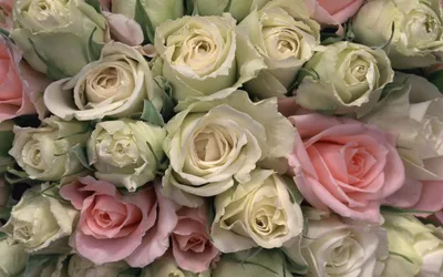 Большие фото роз для скачивания в разных форматах