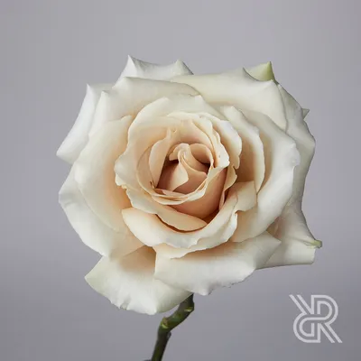 Фотки красивых роз в высоком разрешении