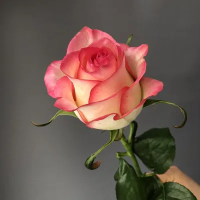 Изображения роз с выбором размера и формата