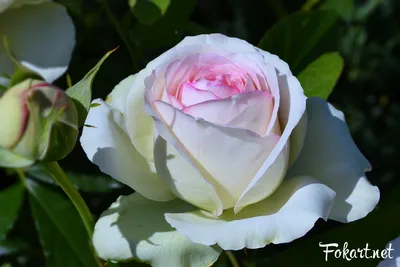 Фотографии роз с возможностью выбора формата и размера