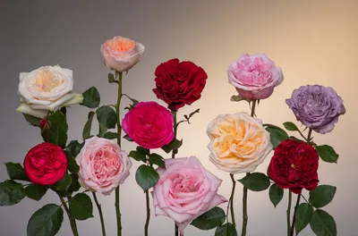 Фотки крупных роз - выберите нужный размер и формат