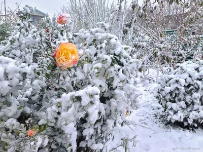 Красивые снежные розы для скачивания