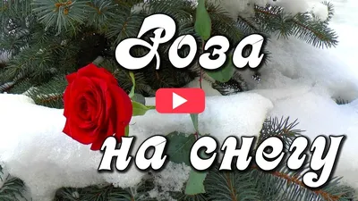 Снежные розы в HD качестве