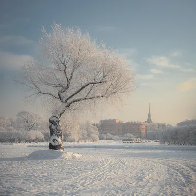 Иней и снег: уникальное изображение зимы в WebP