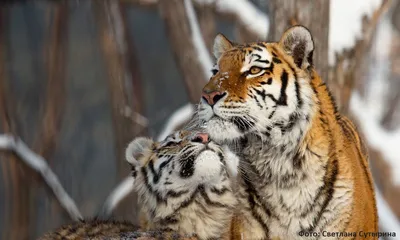 Картины природы: тигрята