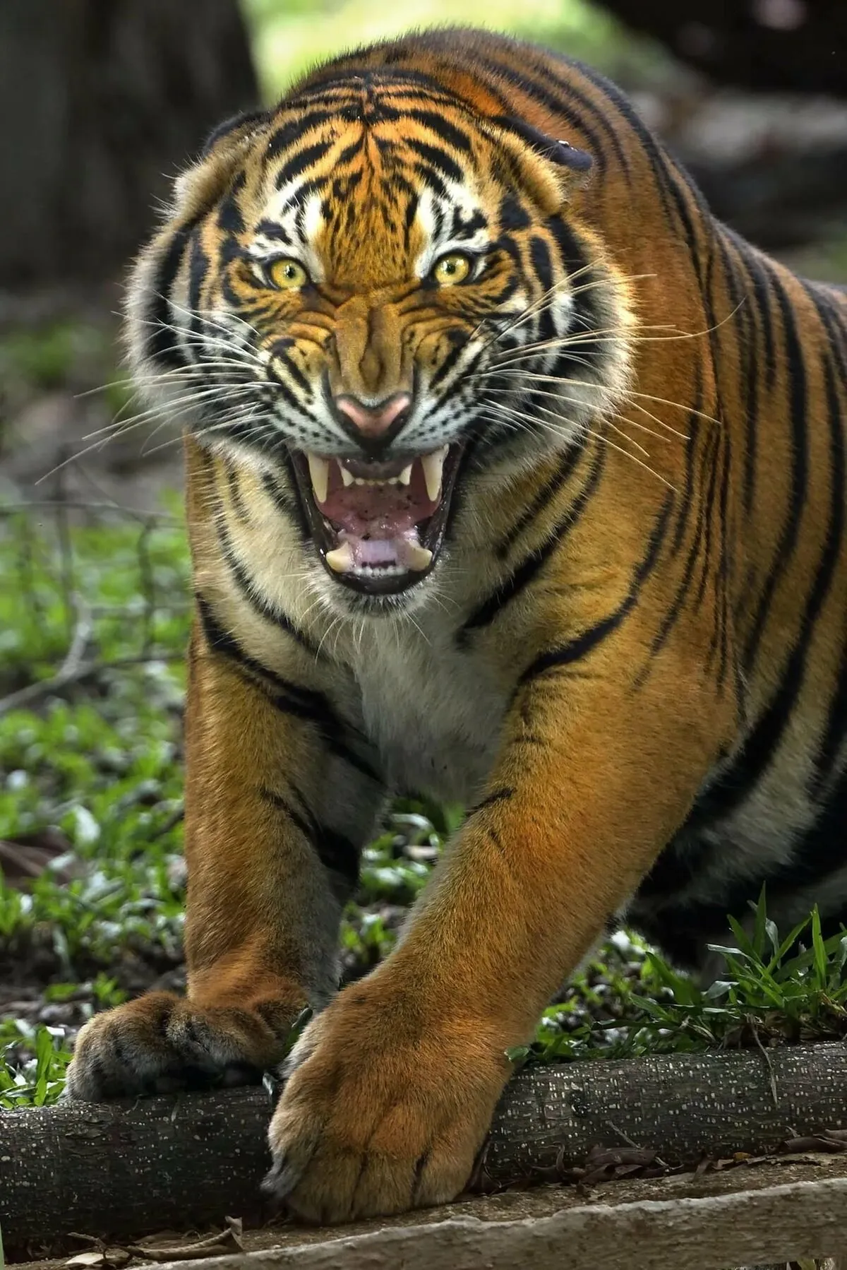 Самые красивые тигры ( фото) 🔥 Прикольные картинки и юмор