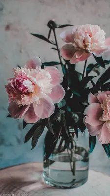 Красивые цветов пионов фотографии