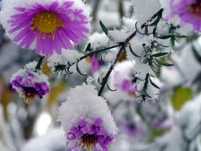 Уникальные зимние оттенки: фото в форматах JPG, PNG, WebP