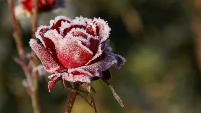 Зимние краски природы в разных размерах: скачивайте картинки