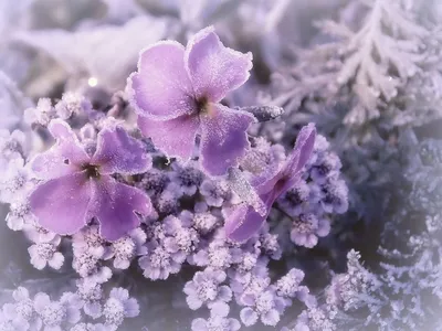 Зимние цветовые оттенки: фотографии для загрузки в разных форматах
