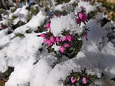 Красивые цветов зимой фотографии