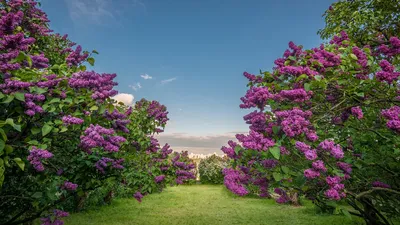 JPG фотографии прекрасных цветущих деревьев