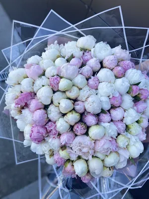 Фото красивых цветов пионов на белом фоне