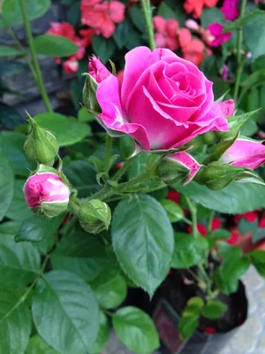 Красивые цветы розы: огромные размеры и форматы
