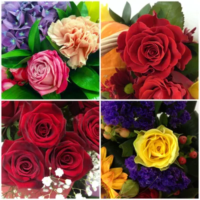 Фотографии красивых цветов роз: выбирайте и скачивайте