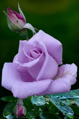 Цветочное великолепие: фотографии красивых роз
