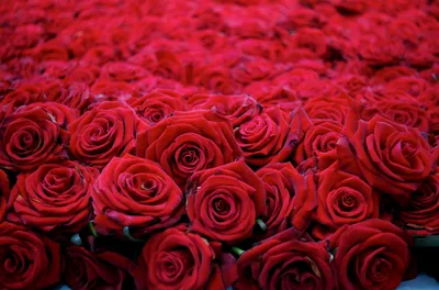 Соберите букет: фото красивых роз