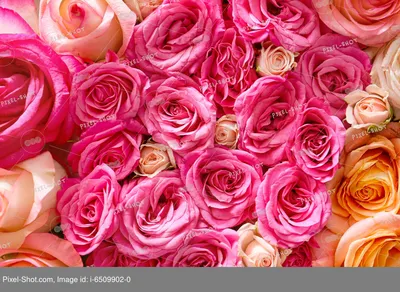 Аромат природы: фотографии душистых роз