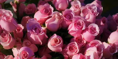 Фотографии цветов роз: выбирайте формат для скачивания