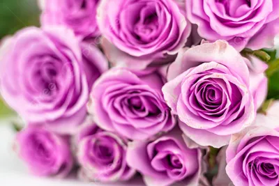 Соберите свой букет: фото красивых роз