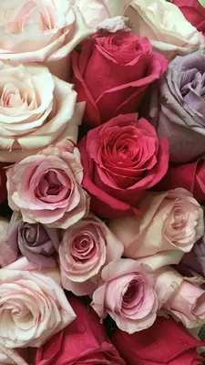 Фотографии красивых роз: выбирайте формат для загрузки