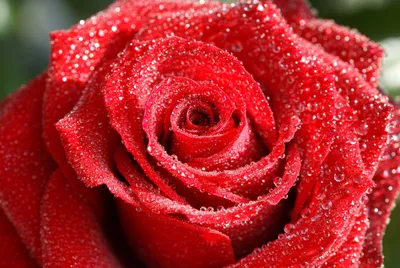 Великолепие природы: фотографии роз в разных форматах