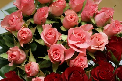 Удивительные цветы розы на фото