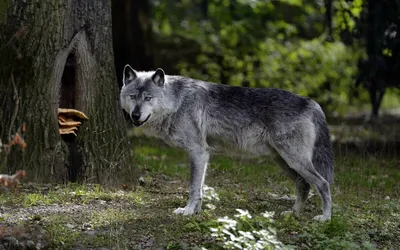 Красивые волки на фото: малый размер, JPG формат