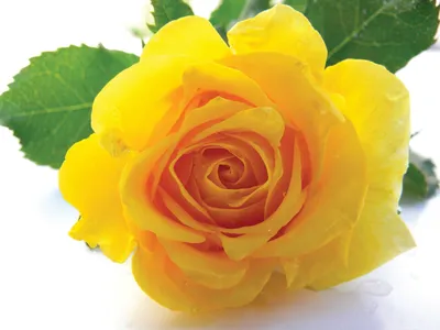 Красивые желтые розы в формате webp