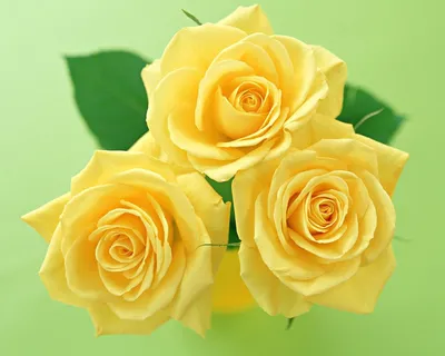 Фотография прекрасных желтых роз для использования