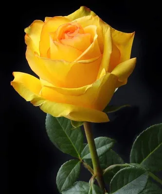 Желтые розы в формате картинки для украшения