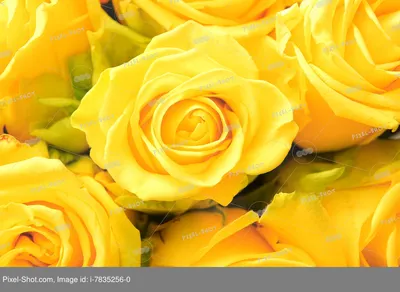 Фото роскошных желтых роз в разных размерах